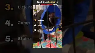 Top 5 Cats Losing to the Elizabethan Ring