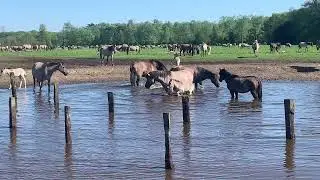 To visit wild ponies in Duelmen on April 26 2025