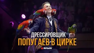 ПОДРЕЗАЮТ КРЫЛЬЯ ПТИЦАМ | МОНОЛОГ ДРЕССИРОВЩИКА ПОПУГАЕВ