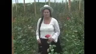 Vitalia Zeballos y La Orquesta Los Del Valle - A donde iré (Huayño)