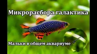 Микрорасбора галактика (Danio margaritatus). Мальки в общем аквариуме.