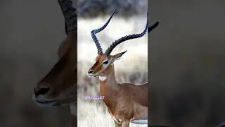 Gazelles: Graceful Speedsters of the Wild 🌿🦌 #animal #animalshorts #educational