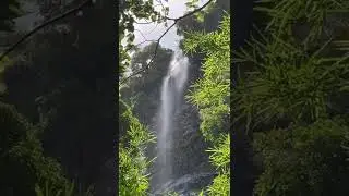 A beautiful waterfall hike in Trinidad 🇹🇹 #caribbean #shorts #trinidad #waterfall #hike