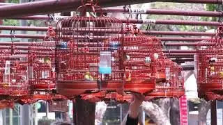 溪哥的愛將 - 台灣綠繡眼、板橋四維公園溜鳥場2022 Khu trượt băng chim ở Công viên Lvxiuyan, Đài Loan台湾のLvxiuyan公園の鳥のスケート場