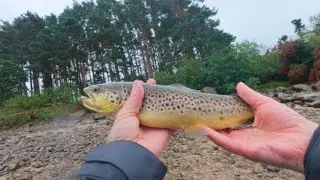Catching Trout, Perch and Pike in one mornings session, Blessington Lakes. 