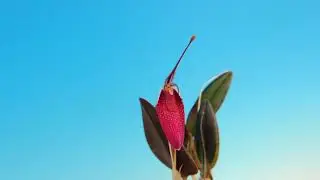 Restrepia sanguinea 'Walter' (orchid)