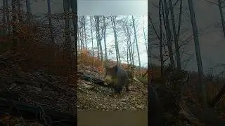 Silent Wanderer of the Forest &ndash; A Wild Boar&rsquo;s Natural Walk #huntinfool #kingforest #huntwise #hunter