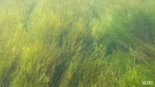 Soyang River Moss Field