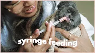 How to give your rabbit medicine *tips for squirmy rabbits*