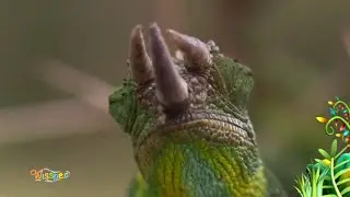 Wissper Animal Wonders - Look Closely- made 4 kids TV