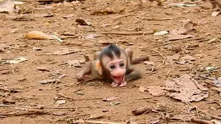 Little baby monkey Brady run follow mom Libby
