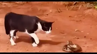 Bravery, wit, and agility are the survival skills of cats. #catvideos #braverycat #catlife 