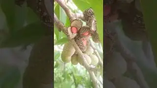 😱viral shorts of collecting Champak flower seeds|#shorts #champak