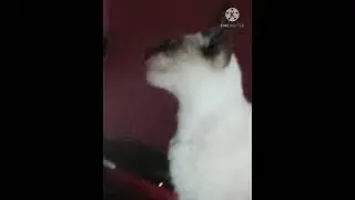 gato gritando.png