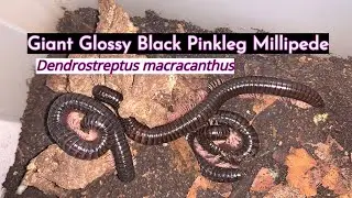 Giant Glossy Black Pinkleg Millipede #dendrostreptusmacracanthus