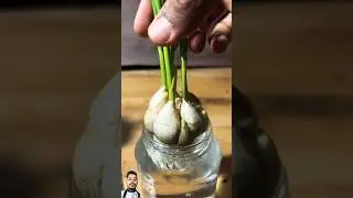 7 days garlic growing time lapse #timelapse #newvideo #shortsfeed #plants #growingdaily