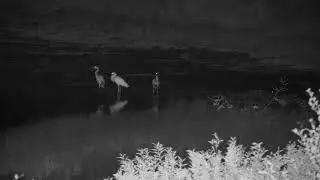 Djuma: Large Puff Adder swam across dam with the birds watching it closely - 20:42 - 04/19/19