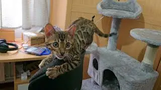 Gato Bengali Berquir Navarra