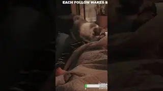shameless cat steals my pillow while sleeping | Sleep stream