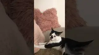 Happy Kneading Felix the Cat! #cat #cats #catlover #catshorts #felix #shorts #catvideos