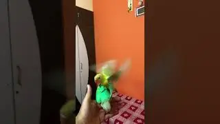 Fully tamed african love birds for sale