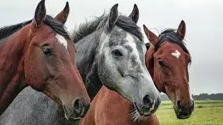 ÉquiFACS : lire les micro-expressions du cheval de façon scientifique