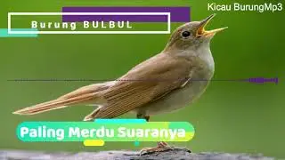 Burung BULBUL | Termasuk Burung Bersuara Paling Merdu Didunia | Kiacau Burung Mp3