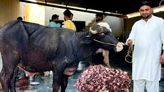 Walima ka Janwar Sari  Zimadari meri 🐄