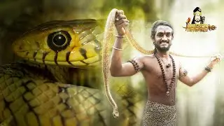 The Mistaken Cobra: Rat Snake Rescue