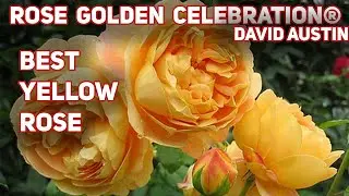 GOLDEN CELEBRATION - best yellow rose. English Shrub Rose Bred By David Austin.