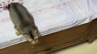 Disabled cat is afraid to jump || Cute cat