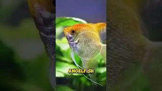 Top 5 Most Gorgeous Fish for Your Aquarium #top5 #shorts