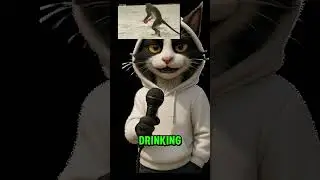 Monkeys That Love Cocktails Will Surprise You!