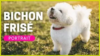 BICHON FRIS&Eacute; | Rasseportrait | Charakter, Haltung & Pflege
