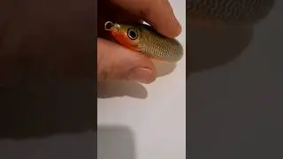 RAPALA #shortvideo #shortstiktok #finland
