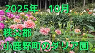 2025年　10月　秩父・小鹿野町のダリア園