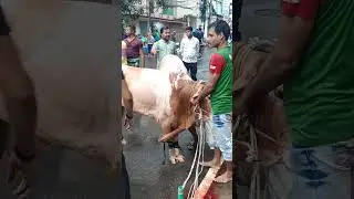 Big Belgium Bull Qurbani || Eid 2023