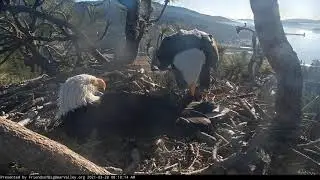 03-28-21 Big Bear Lake eagles; fluff and shift changes, Jackie and Shadow.