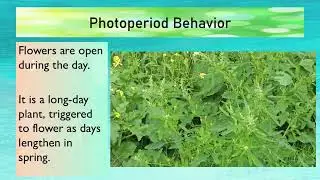 🌭Wild Mustard / Charlock - Learn about Plants Power Point Presentation in Point Form: ID & Taxonomy🍃