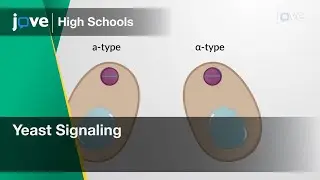 Yeast Signaling | Bio | Video Textbooks - Preview