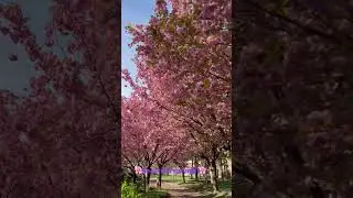 #sakura #cherryblossompainting #spring #kareapark #ontario