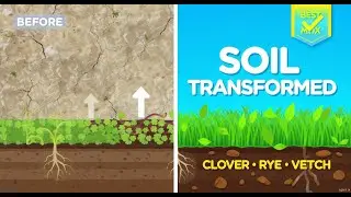 The Best Cover Crops to Improve Your Garden Soil Quality