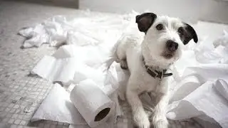 The Naughty Kleenex Eater: Sadie the Funny Guilty Dog