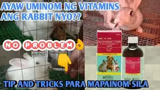 PAANO MAGPAINOM NG VITAMINS SA RABBIT | RABBIT FARMING PHILIPPINES |