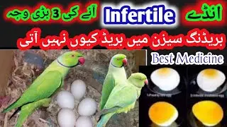 Bird Eggs are Spoiled For 3 Reasons|Infertility Reasone|Eggs candling|Ks birds update