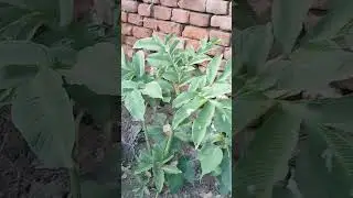Suran ka podha| Oal |Jimikand |ElephantYum |Nature #Suran Kitchengarden Viral #shorts #shortsfeed