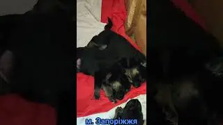 German shepherd puppy. Щенки немецкой овчарки. #dog #dogs #puppylove #puppydog #puppy #gsdpuppy #gsd