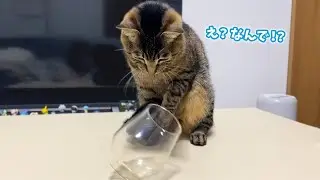 コップを倒したい猫