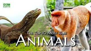 Top 10 Most Rare Animals on the Planet | HRT Earth