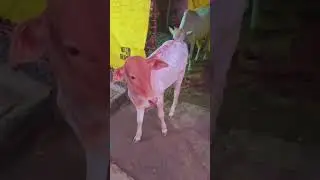 बघा आमची सुंदरी🥰# baby cow# shortsfeed# calf## short video## trendingshas